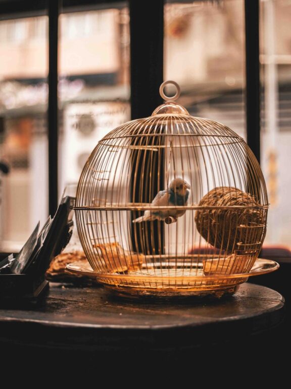 Wie ein Vogel im Käfig