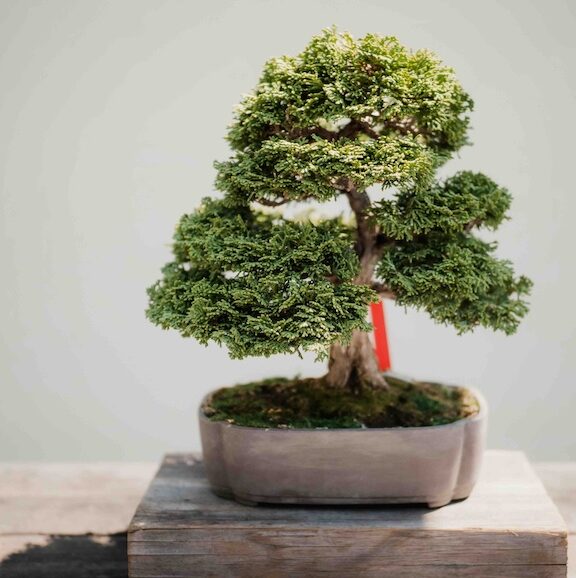 Der Bonsai: ein Baum, der in einen Blumentopf passt