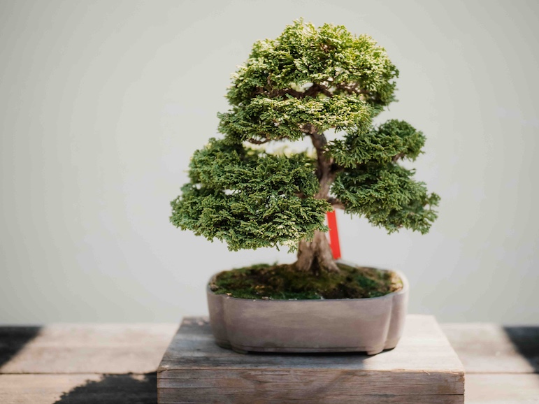 Der Bonsai: ein Baum, der in einen Blumentopf passt