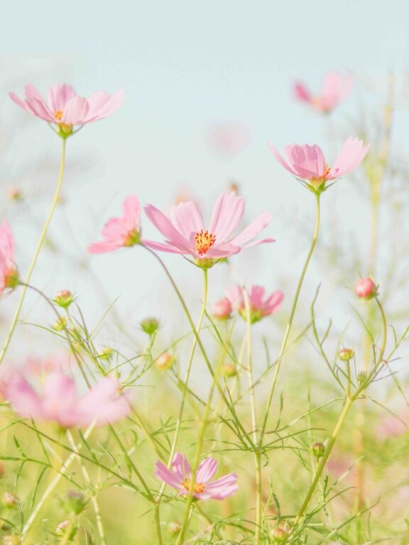 Willkommen im neuen Leben: Wenn alles wieder erwacht und sich verändert